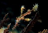 05 Ornate Ghostpipefish